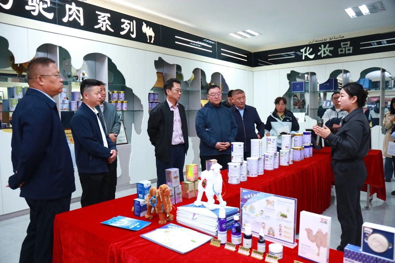 聚焦駱駝產業，共探高質量發展新路徑
